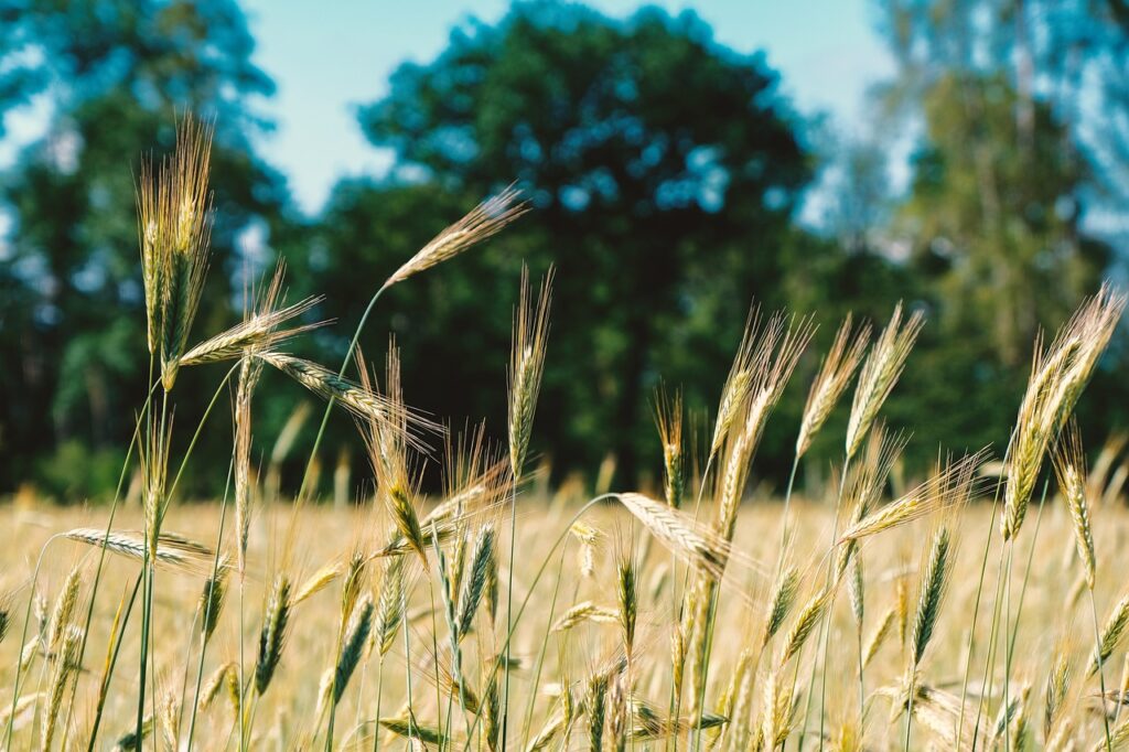 barley, grain, nature-5351552.jpg